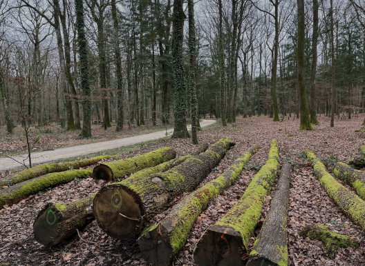 Forêt de Larçay