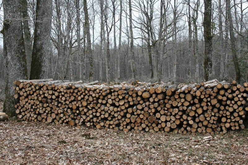 La forêt de Larçy